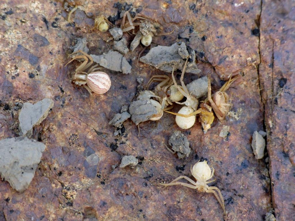 Che specie di ragno?